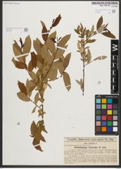 Foto von Salix triandra L.